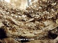 Onygena equina-amf2100